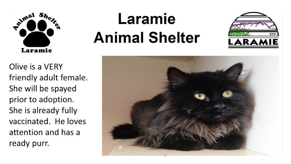 Olive is a VERY friendly adult female.  She will be spayed prior to adoption.  She is already fully vaccinated.  She loves attention and has a ready purr.