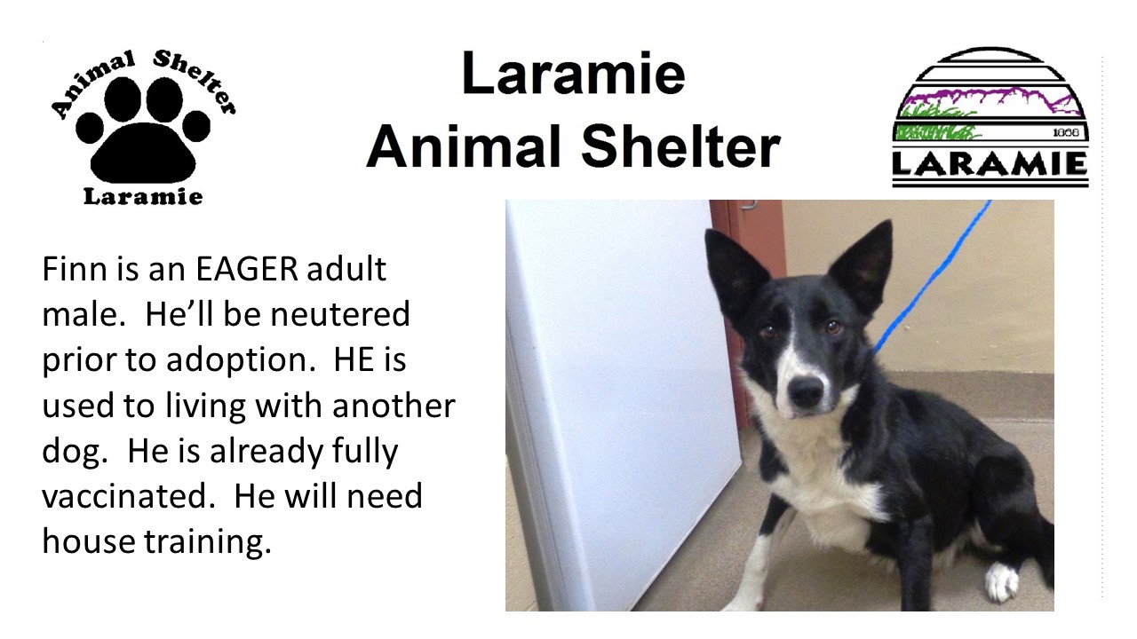 Finn is an EAGER adult male.  He’ll be neutered prior to adoption.  HE is used to living with another dog.  He is already fully vaccinated.  He will need house training.
