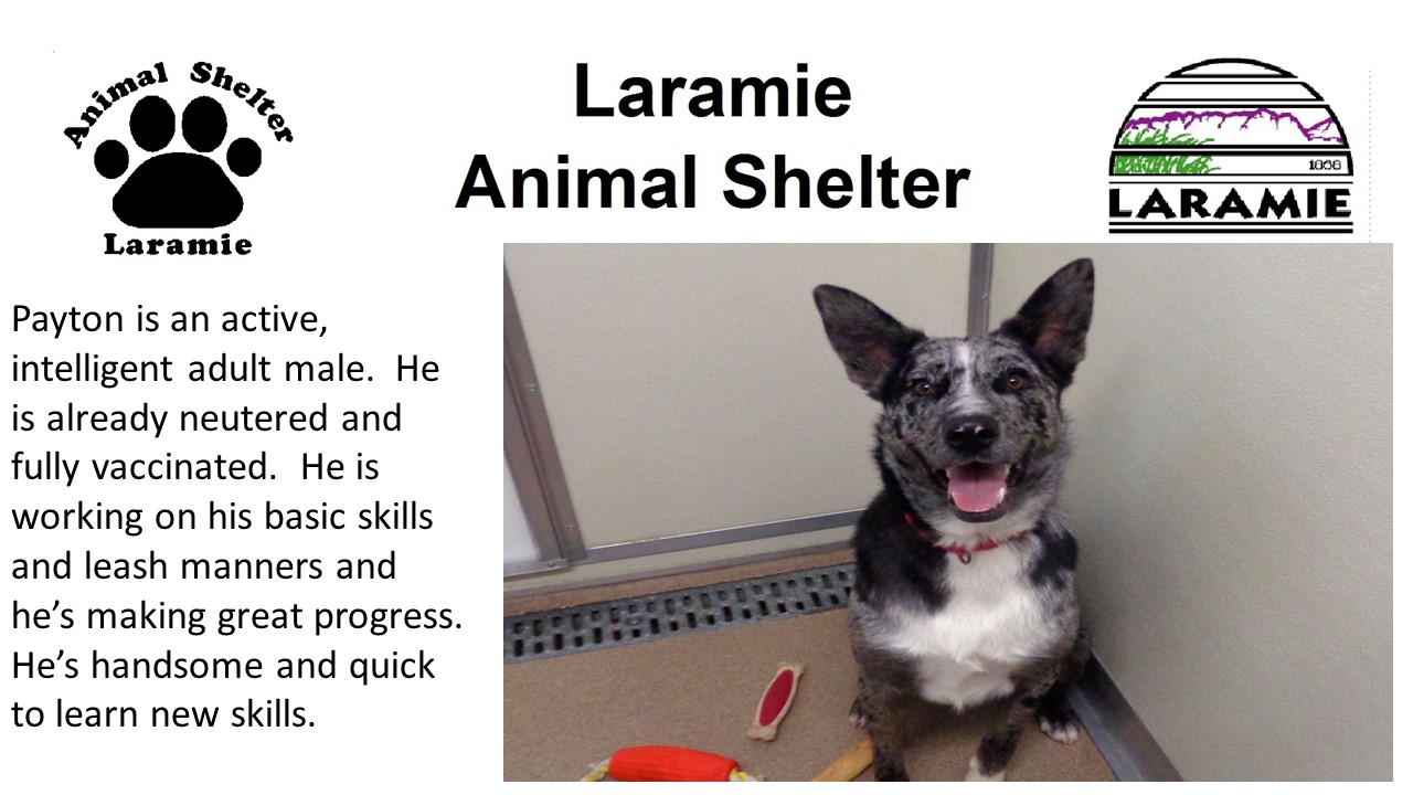 Payton is an active, intelligent adult male.  He is already neutered and fully vaccinated.  He is working on his basic skills and leash manners and he’s making great progress.  He’s handsome and quick to learn new skills.