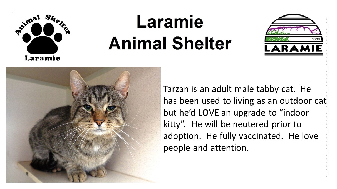 Tarzan is an adult male tabby cat.  He has been used to living as an outdoor cat but he’d LOVE an upgrade to “indoor kitty”.  He will be neutered prior to adoption.  He fully vaccinated.  He love people and attention.