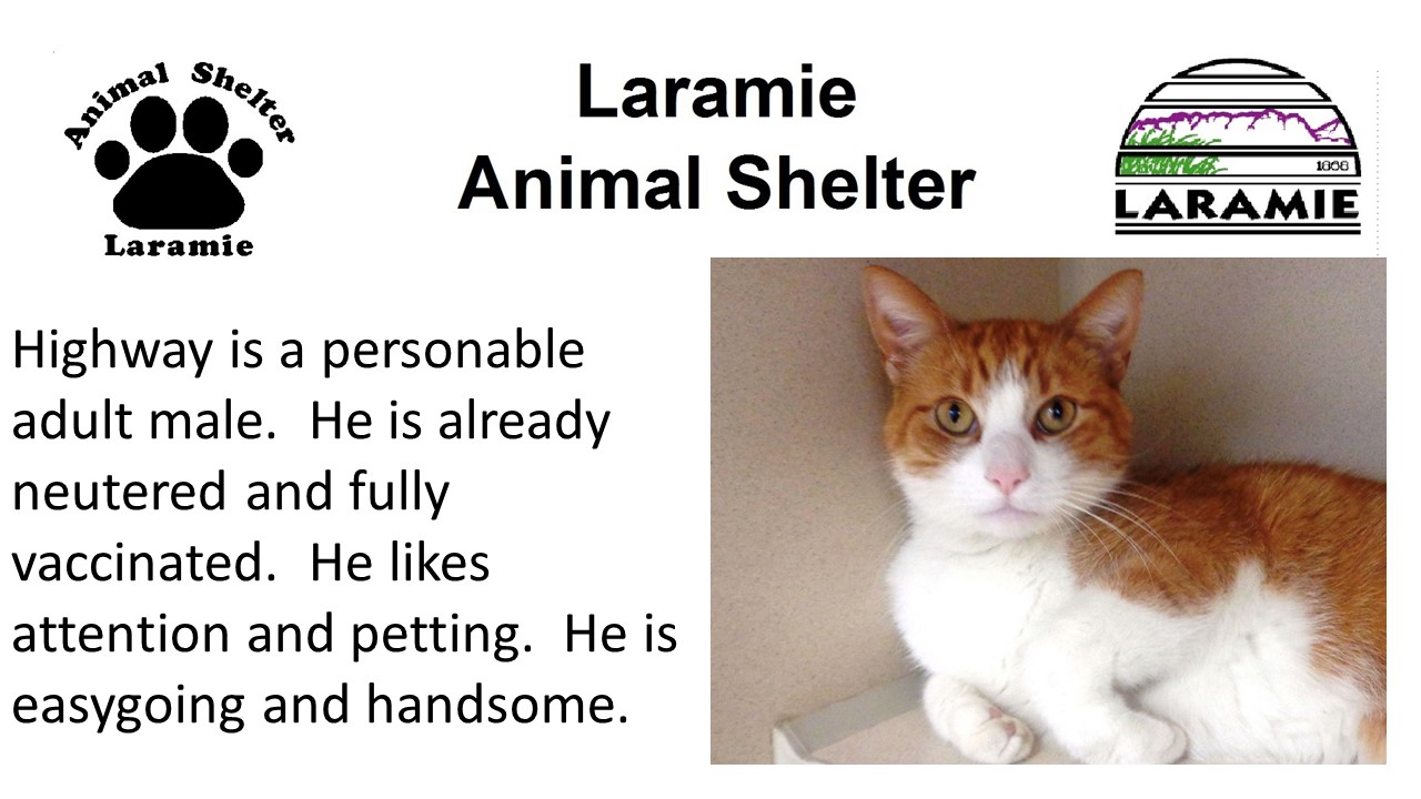Highway is a personable adult male.  He is already neutered and fully vaccinated.  He likes attention and petting.  He is easygoing and handsome.